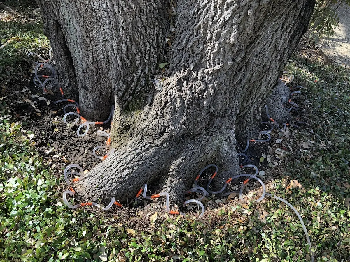 Detailed Tree Cabling and Bracing job site in Holliston