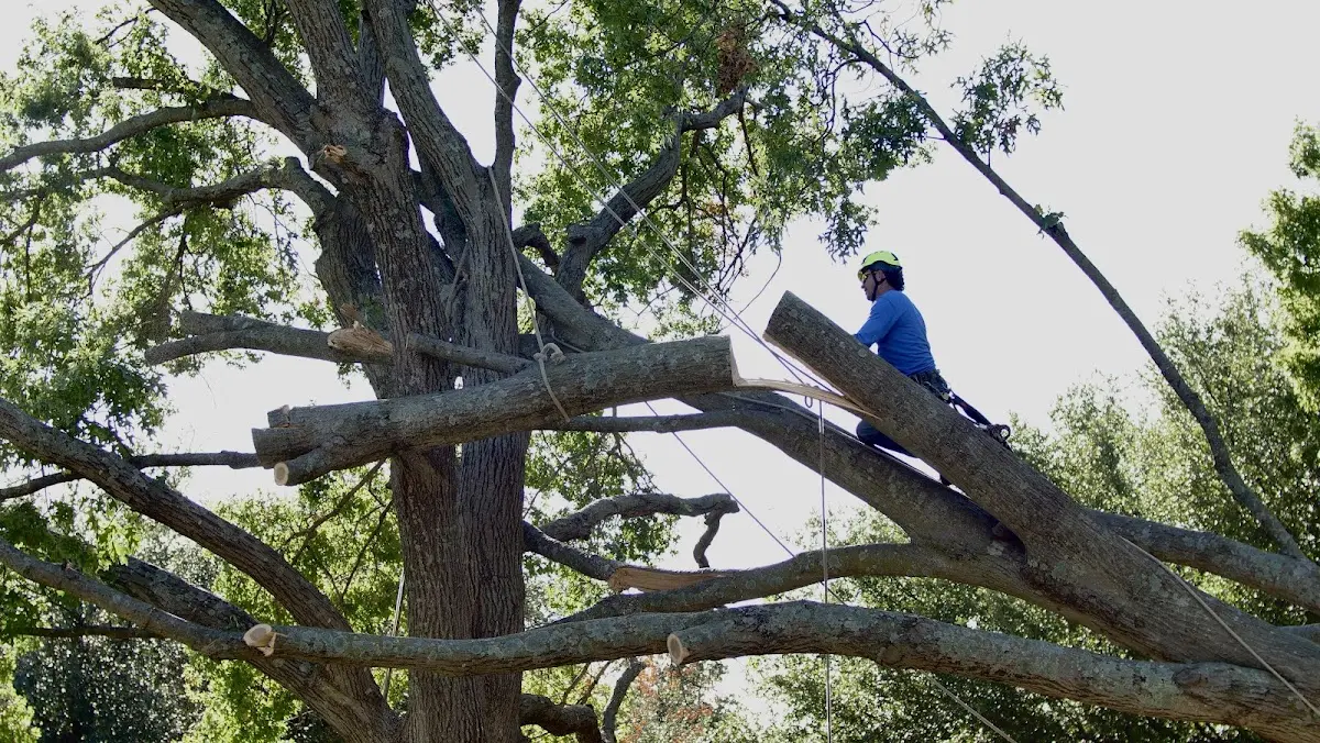 Professional Crown Thinning performed by certified arborists in Holliston