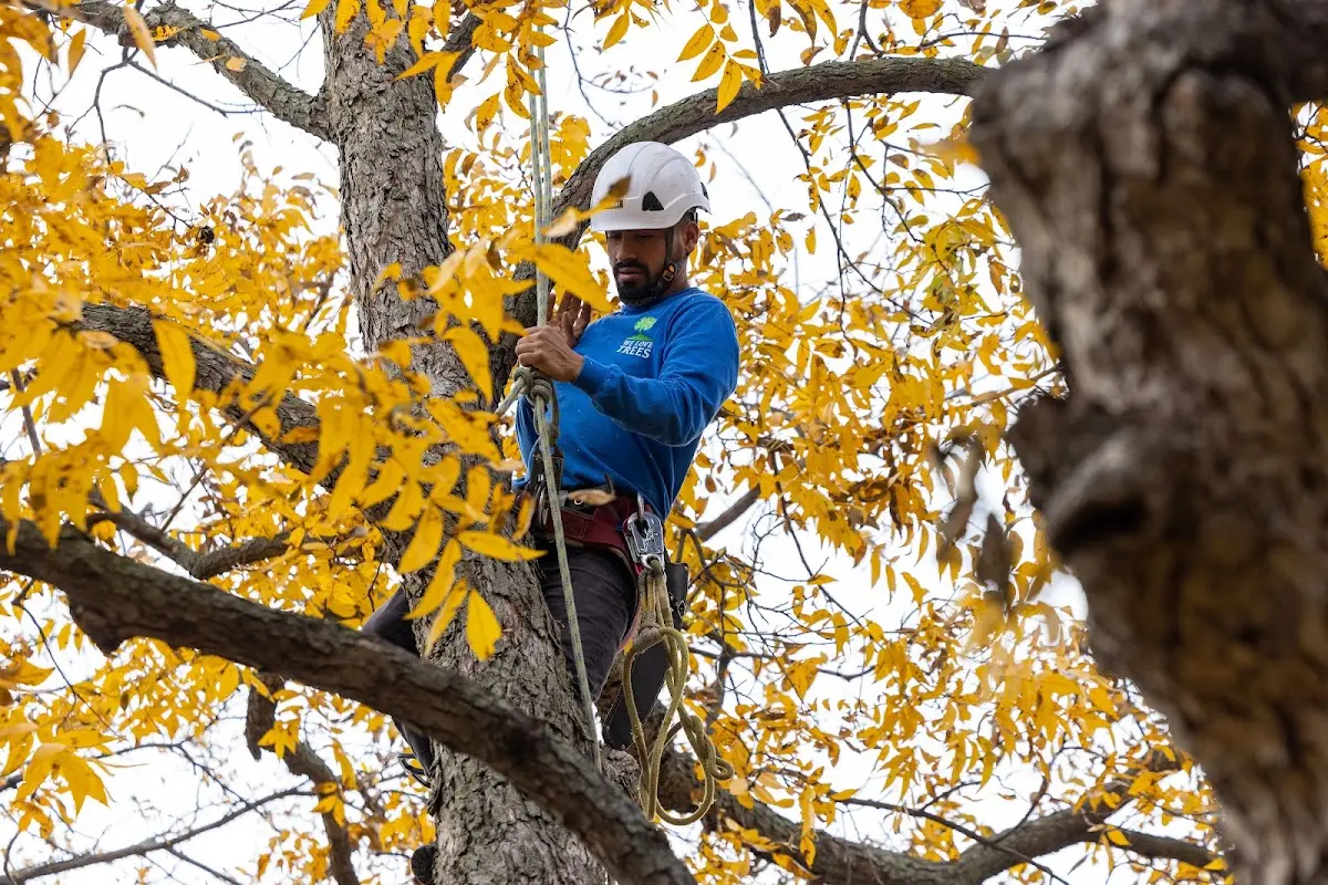 Skilled Tree Pruning crew working in Holliston